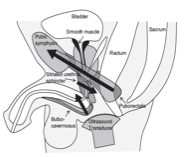 Midsagittal view of the male pelvic floor