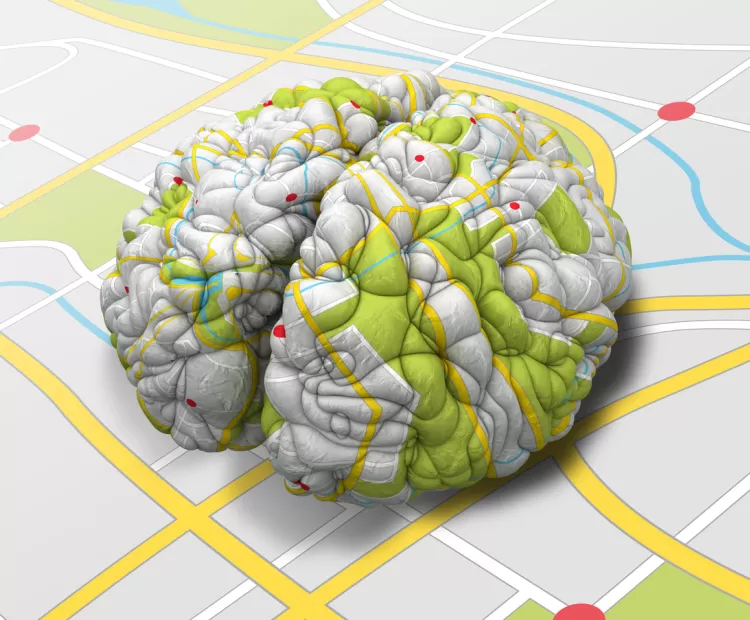 Brain Map Image